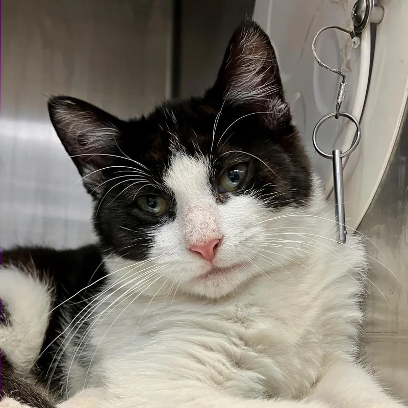 A baby small-sized male Black Domestic Short Hair cat named Pudding for adoption in Port Charlotte, FL