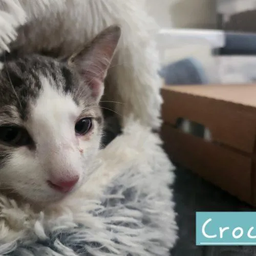 A young small-sized male White Domestic Short Hair cat named Crocus for adoption in Seven Valleys, PA