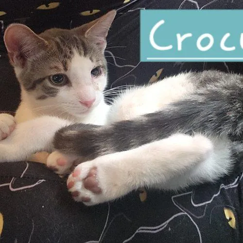 Crocus thumbnail 3