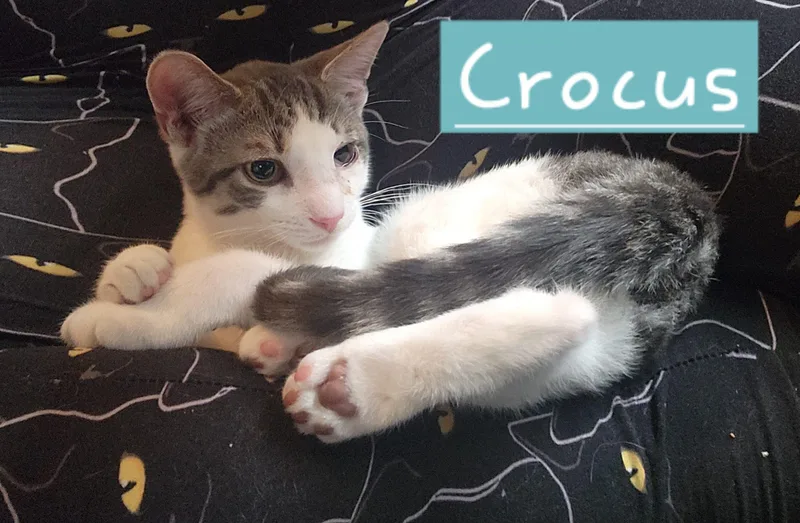 Crocus thumbnail 4