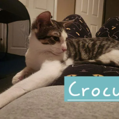 Crocus thumbnail 5