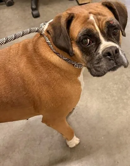 An adult large-sized female Boxer dog named Nela for adoption in Redmond, OR