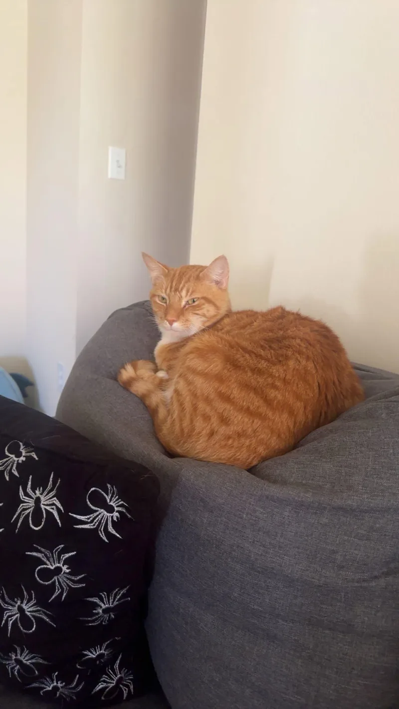 A senior medium-sized male Orange / Red Domestic Short Hair cat named Enzo for adoption in Herndon, VA