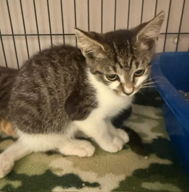 A baby small-sized female Domestic Short Hair cat named Fae for adoption in Blountville, TN