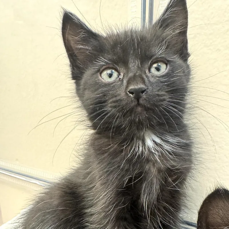 A baby small-sized female Black Domestic Medium Hair cat named Puffy for adoption in Long Beach, CA