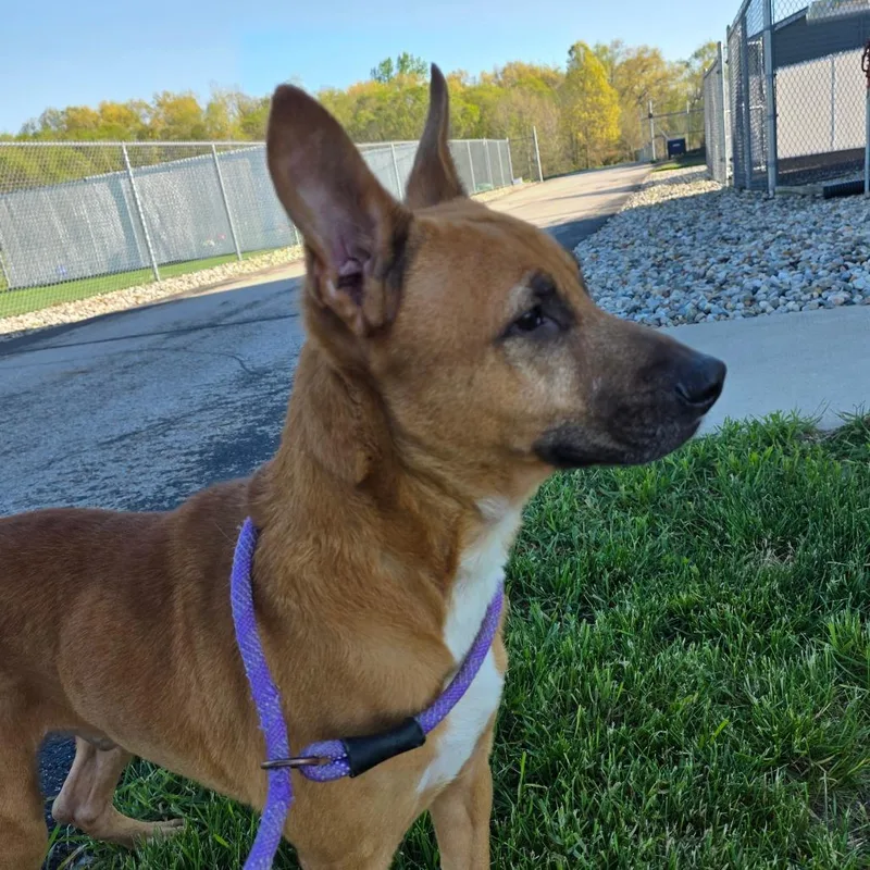 An adult medium-sized male Yellow / Tan / Blond / Fawn Shepherd dog named Ren for adoption in Bristol, IN