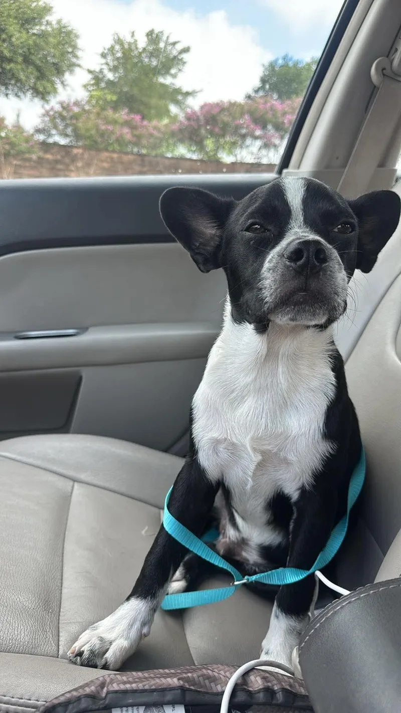 A young small-sized male Boston Terrier dog named Gus for adoption in Van Vleck, TX
