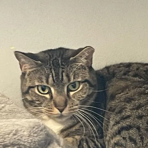 Hermione thumbnail 2