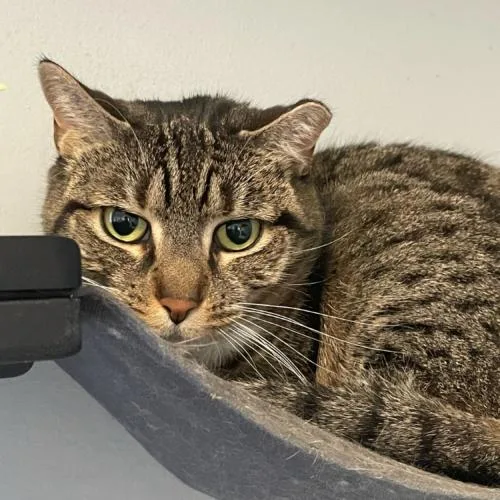 Hermione thumbnail 3