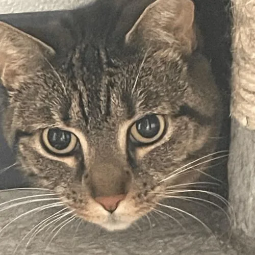 Hermione thumbnail 5