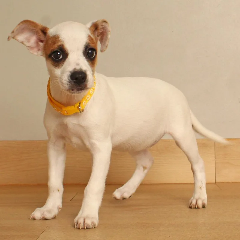 A baby small-sized female White / Cream Jack Russell Terrier dog named Jigglypuff D for adoption in Minnetonka, MN