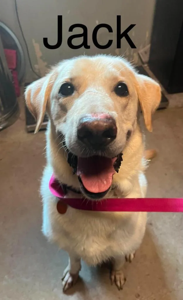 An adult large-sized male Mixed Breed dog named Jack for adoption in Princeton, IN