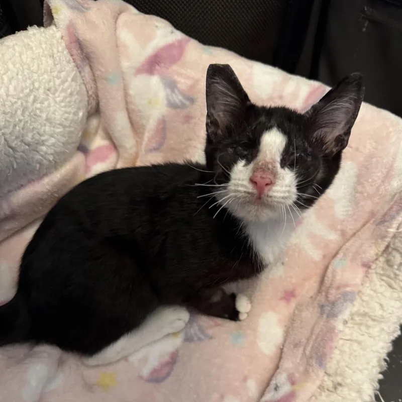 A baby small-sized female Domestic Short Hair cat named Poppy aka Lucy for adoption in Las Vegas, NV