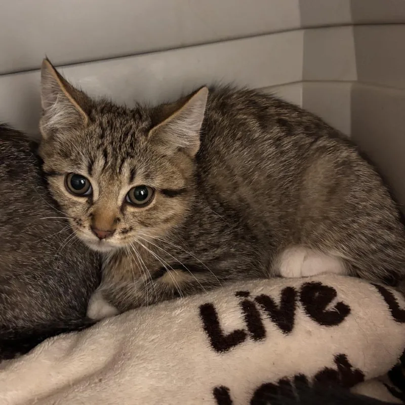A baby small-sized male Domestic Short Hair cat named Everette for adoption in Murray, UT