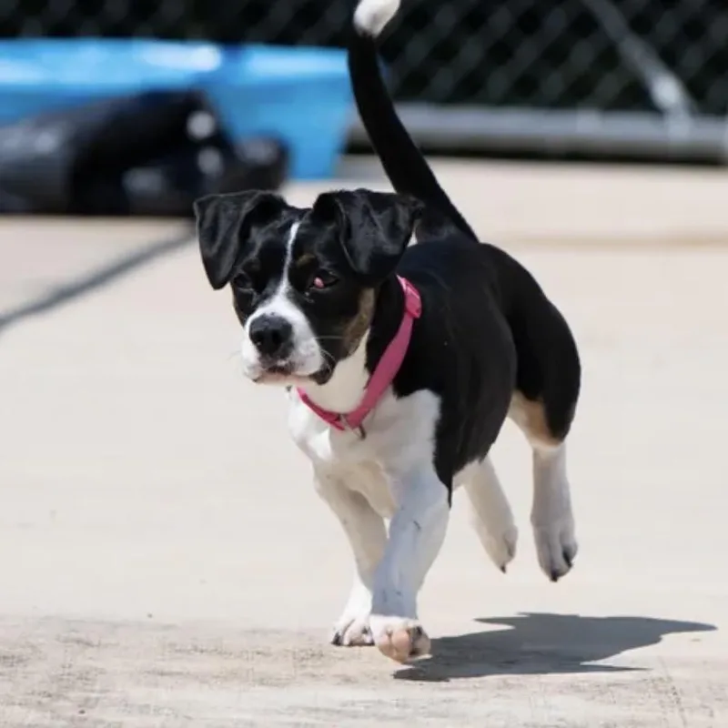 An adult small-sized female Black Basset Hound dog named Cherry for adoption in Salem, OR