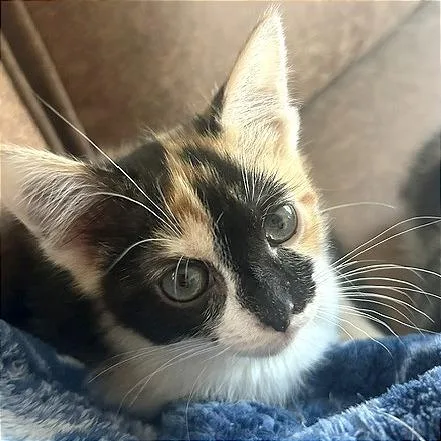 A baby small-sized female Calico Domestic Short Hair cat named A Flossie for adoption in Pleasant Hill, CA