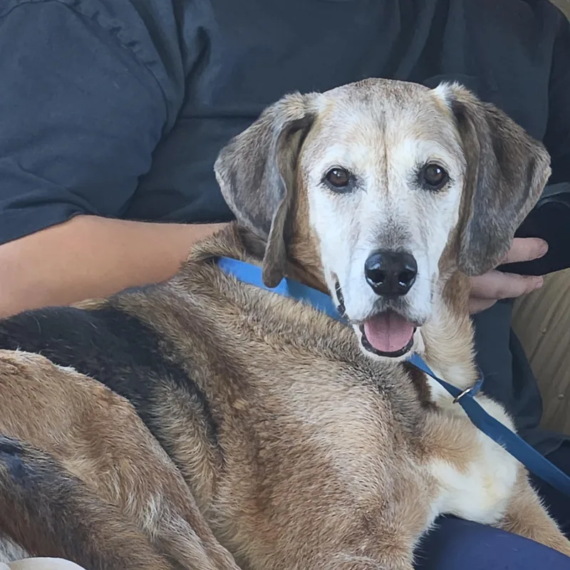 A senior medium-sized male Labrador Retriever dog named Bandit for adoption in Dandridge, TN