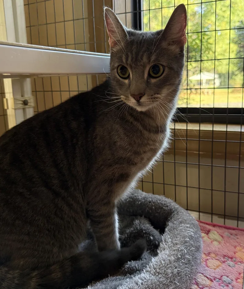 An adult small-sized male Gray / Blue / Silver Domestic Short Hair cat named Tabby Maguire for adoption in Midland, VA