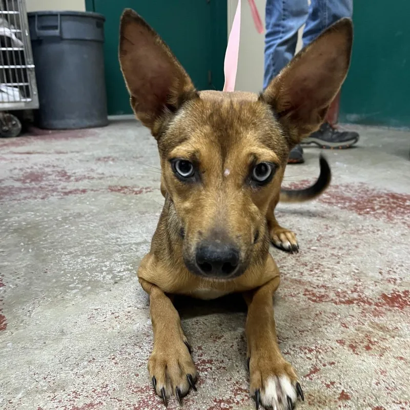 A young small-sized female Brown / Chocolate Mixed Breed dog named Chai for adoption in Pauls Valley, OK