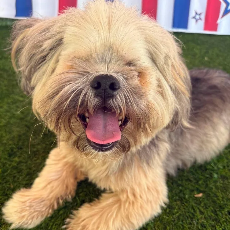 An adult small-sized male White / Cream Shih Tzu dog named Thor Soren for adoption in Long Island City, NY