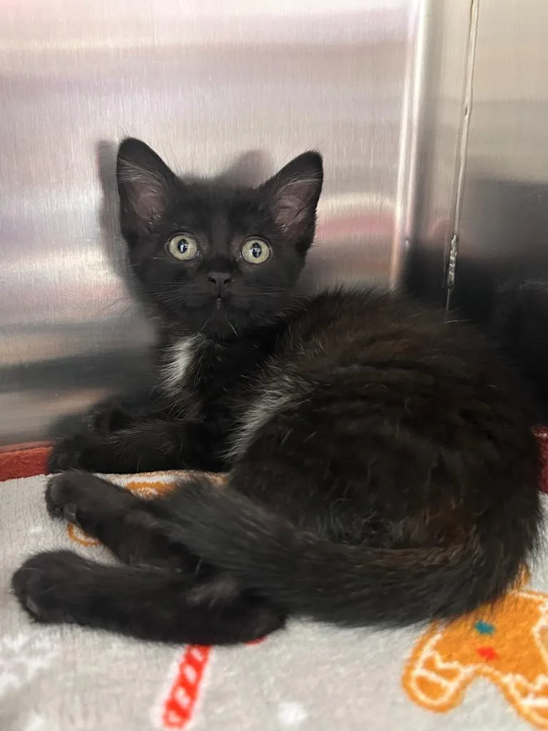 A baby medium-sized female Domestic Short Hair cat named Holly for adoption in Madison, GA
