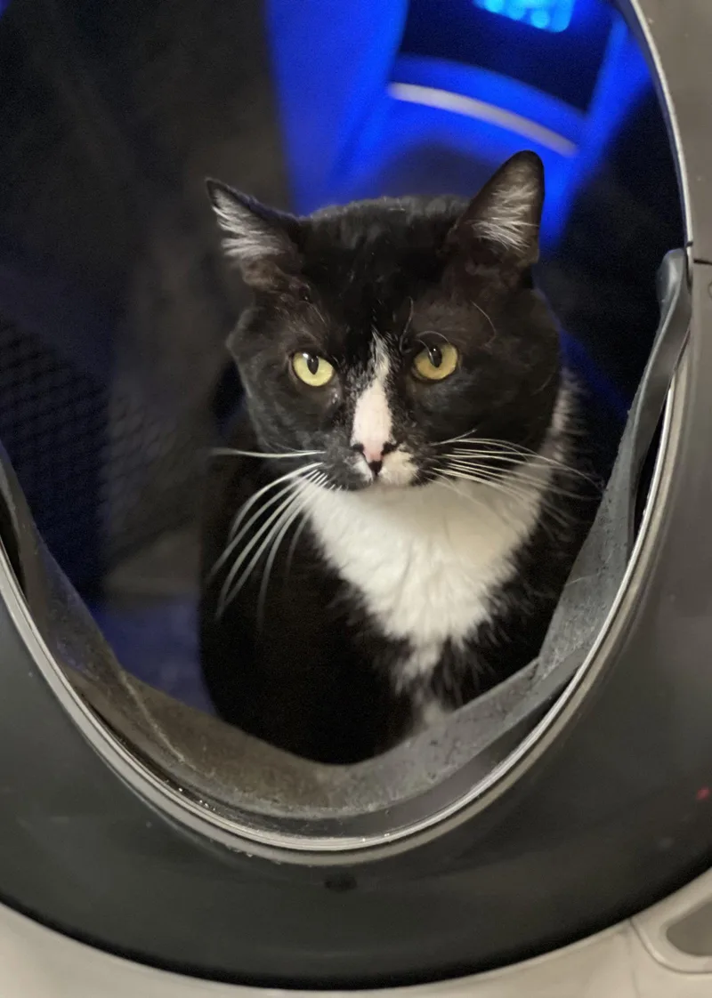 An adult medium-sized male Black & White / Tuxedo Domestic Short Hair cat named Phantom for adoption in Shreveport, LA
