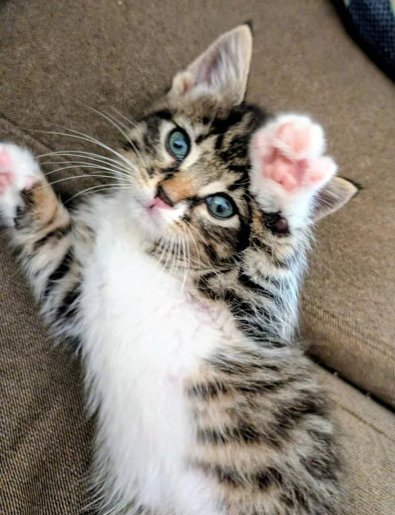 A baby small-sized male Domestic Short Hair cat named Zepplin for adoption in Medford, WI