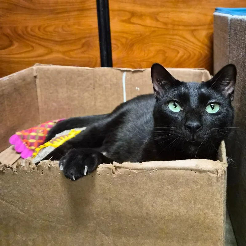 An adult large-sized male Domestic Short Hair cat named Barbados for adoption in Cumming, GA