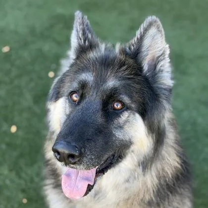 An adult large-sized male Alaskan Malamute dog named Archduke for adoption in Sacramento, CA