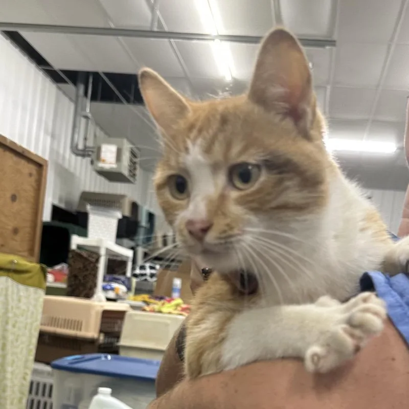A young small-sized male Domestic Short Hair cat named Cat jack for adoption in Corbin, KY