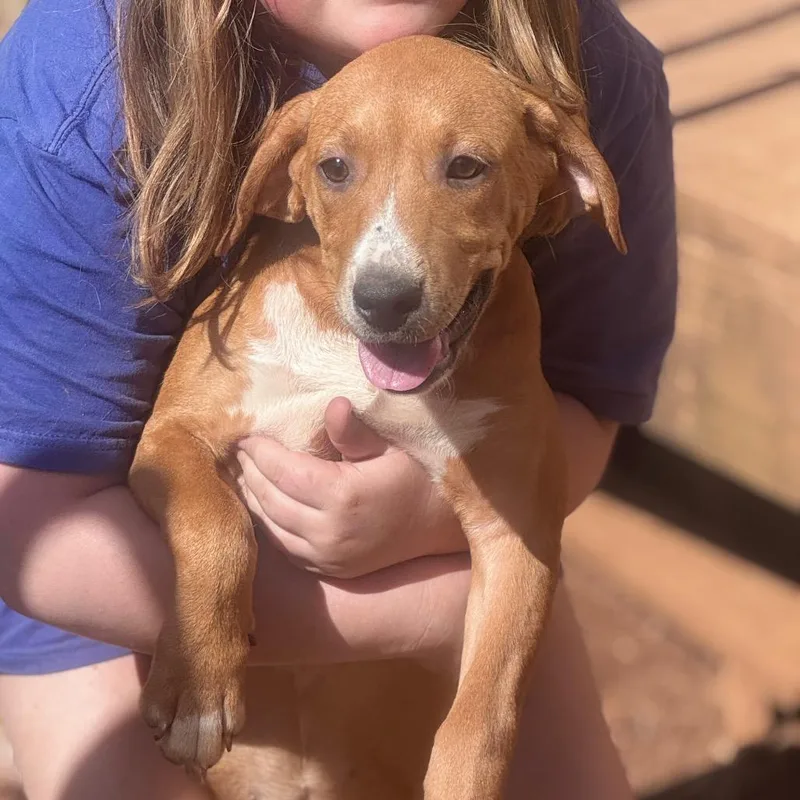 A baby small-sized female Brown / Chocolate Mixed Breed dog named Maisie for adoption in Inwood, WV