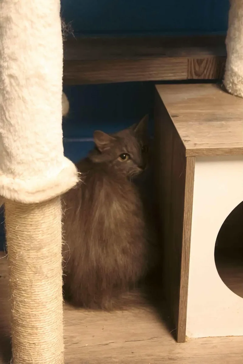 A young medium-sized female Domestic Long Hair cat named Patsy for adoption in Salem, WV