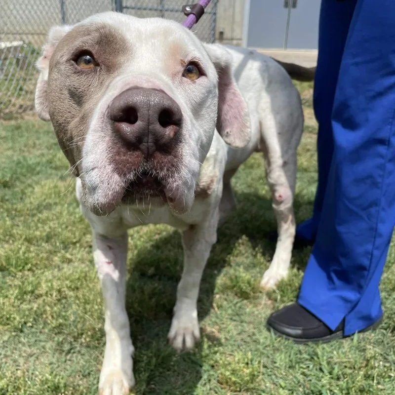 An adult large-sized male White / Cream English Bulldog dog named Taquito for adoption in Greenville, SC