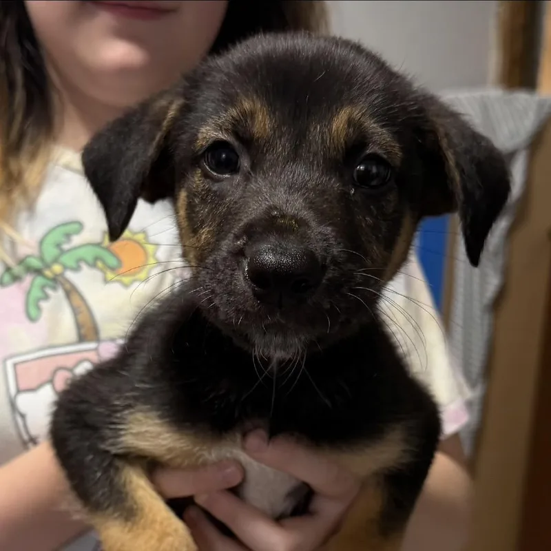 A baby small-sized male Yellow / Tan / Blond / Fawn Mixed Breed dog named Sega for adoption in Rockville, MD