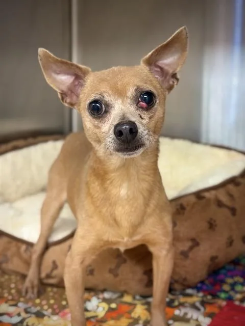 An adult medium-sized male Chihuahua dog named Chacho for adoption in Sugar Land, TX