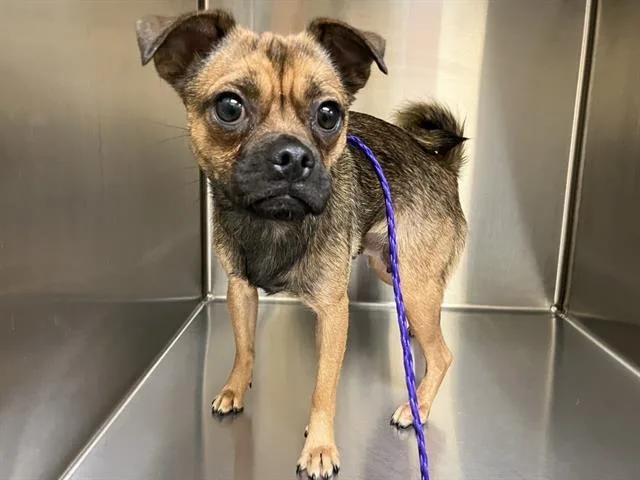 A young small-sized female Pug dog named Pamela for adoption in Tustin, CA