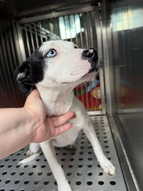 A baby medium-sized female Pit Bull Terrier dog named Luna for adoption in Dallas, TX
