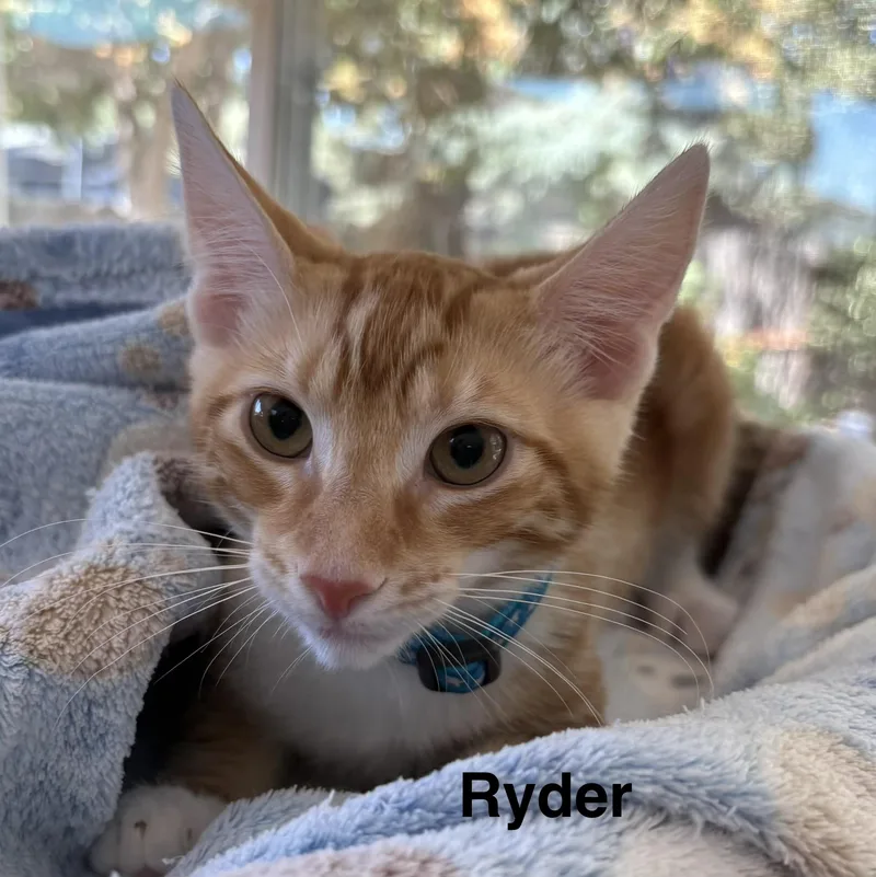 A baby medium-sized male Tabby (Orange / Red) Tabby cat named Ryder for adoption in Oakley, CA