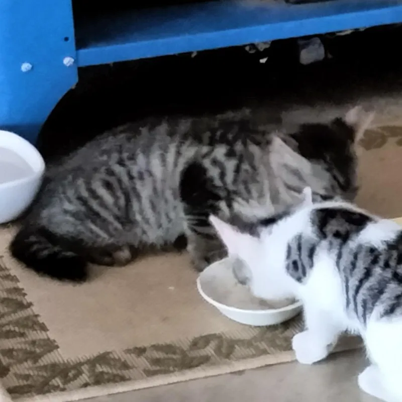 A baby small-sized male Brown / Chocolate Domestic Short Hair cat named And Don't Call Me for adoption in Boerne, TX