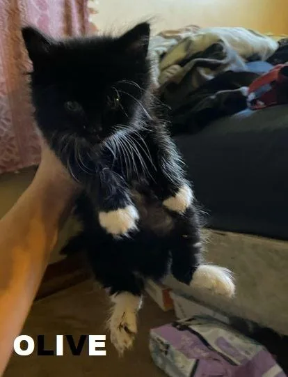 Oliver