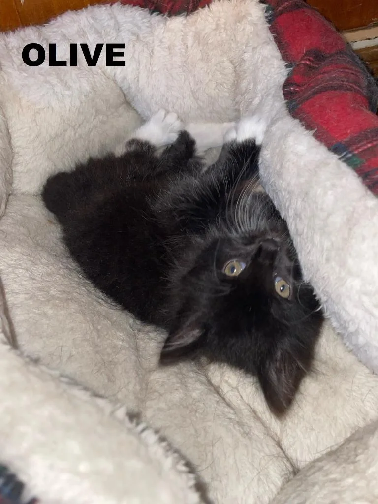 Oliver thumbnail 3