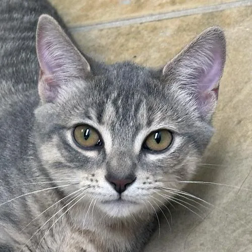 A baby medium-sized female Tabby (Gray / Blue / Silver) Domestic Short Hair cat named Meli for adoption in Crystal Lake, IL