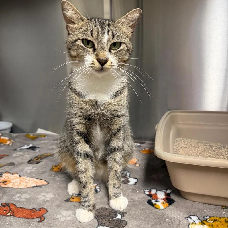 An adult medium-sized female Domestic Short Hair cat named Milky Way for adoption in Bryan, TX
