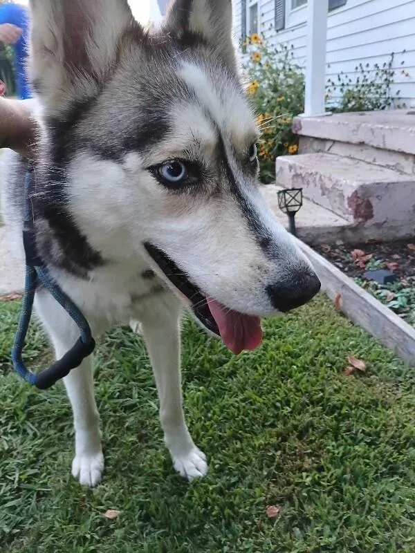 An adult medium-sized female Husky dog named Esmeralda for adoption in Alamo, TN