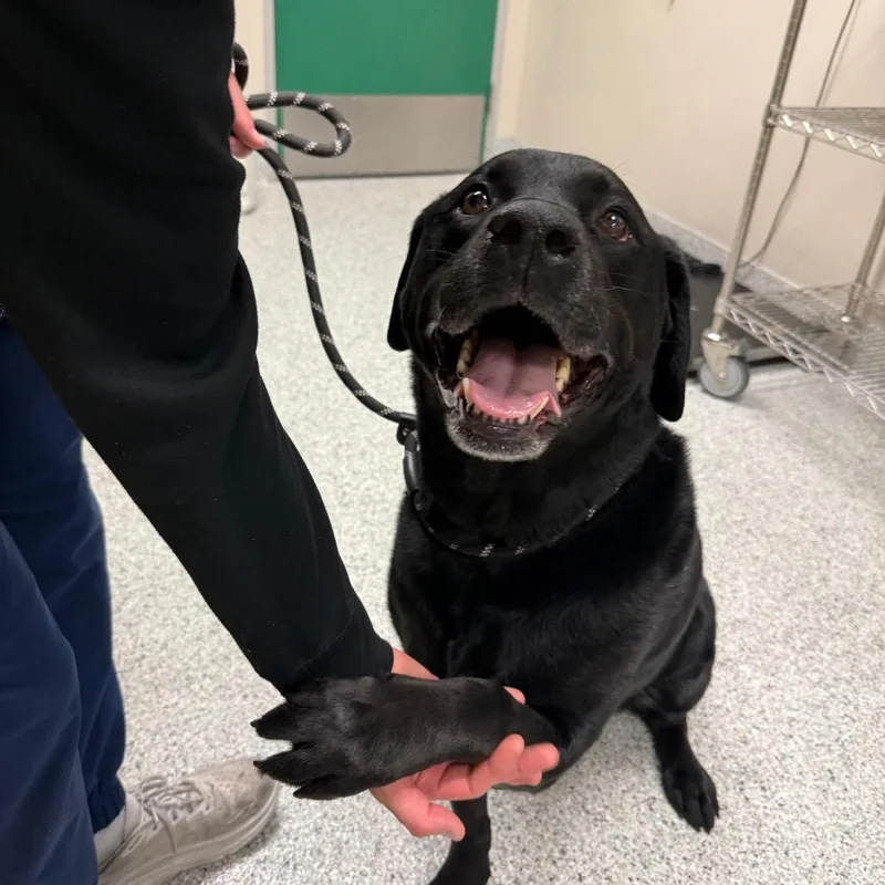 A senior large-sized female Black Labrador Retriever dog named Clover for adoption in Reno, NV