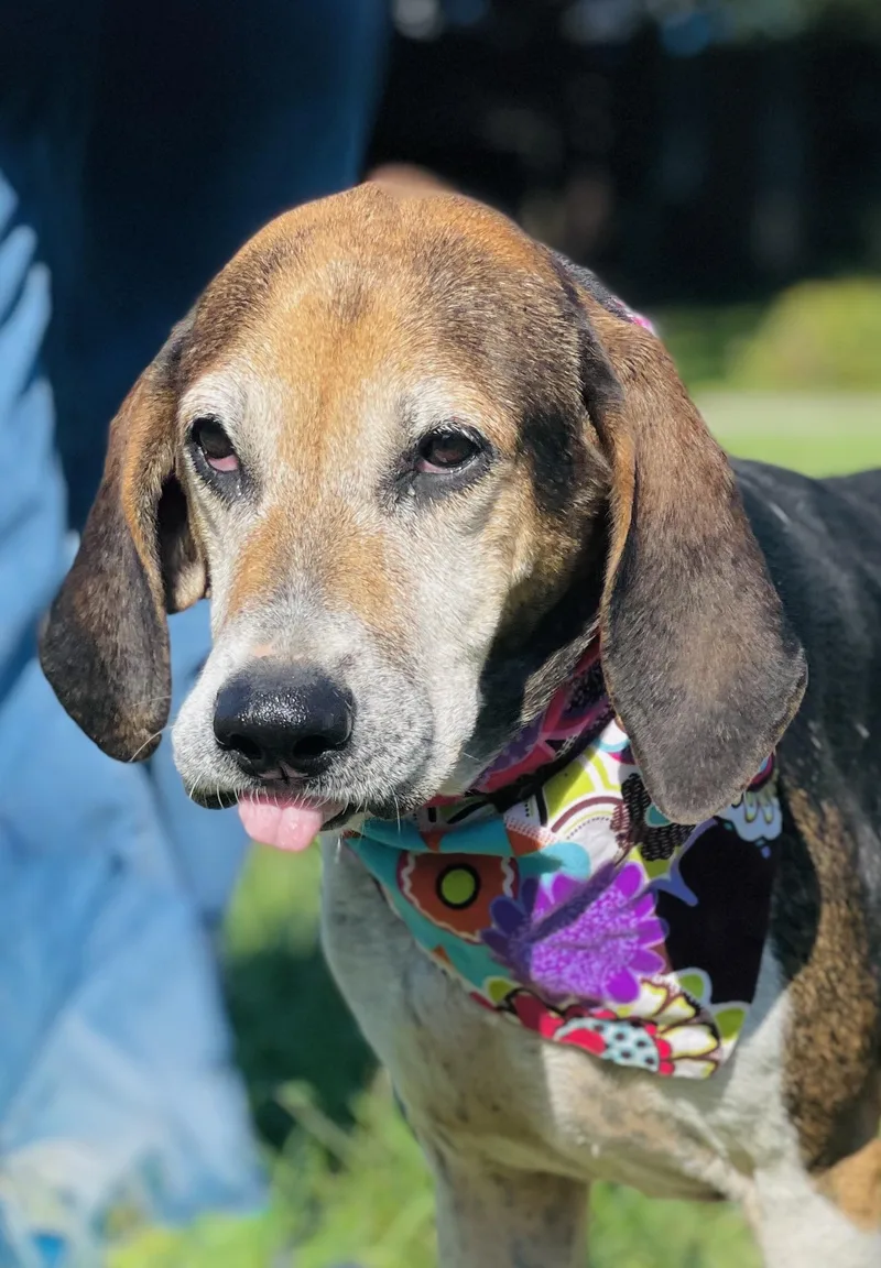 A senior medium-sized female Tricolor (Brown, Black, & White) Treeing Walker Coonhound dog named Hazel for adoption in Maryville, TN