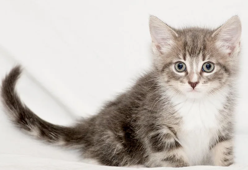 A young small-sized female Blue Cream Domestic Short Hair cat named Alcove for adoption in Washburn, WI