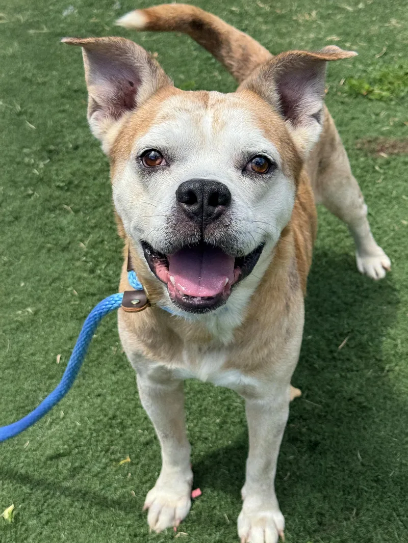 A senior medium-sized male Yellow / Tan / Blond / Fawn Pit Bull Terrier dog named Chance for adoption in Anderson, IN