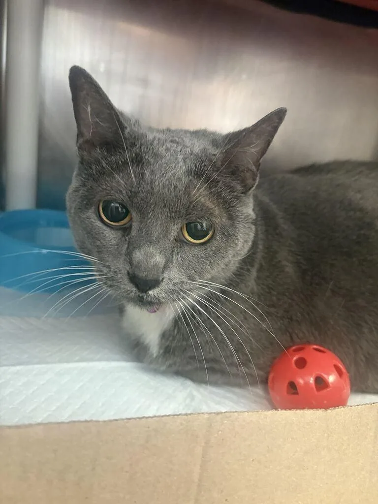 An adult medium-sized female Gray / Blue / Silver Domestic Short Hair cat named Nala for adoption in Cincinnati, OH