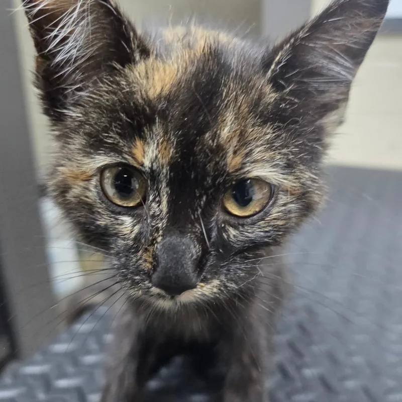 A baby small-sized female Black Domestic Short Hair cat named Freedom for adoption in Madisonville, KY